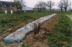 Plantations de l'hiver 1998/1999